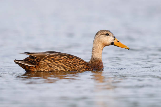 gevlekt duck zwemmen in een lagune - pinellas county, florida - gevlekte eend stockfoto's en -beelden