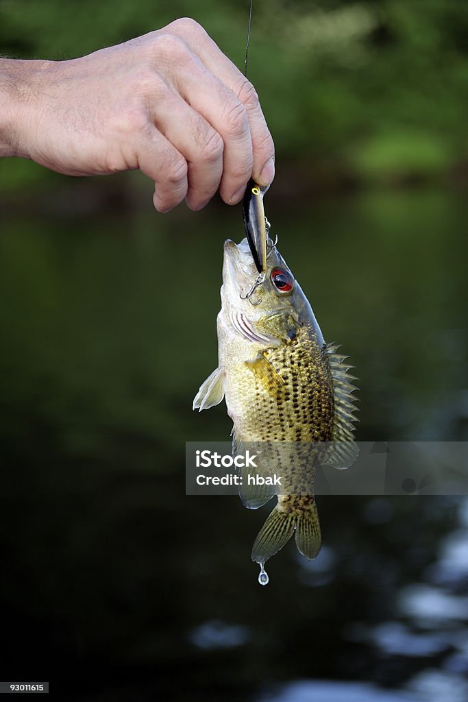 Pequeno demais! - Foto de stock de Barbatana caudal royalty-free