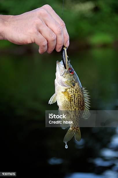 Foto de Pequeno Demais e mais fotos de stock de Barbatana caudal - Barbatana caudal, Mão humana, Peixe