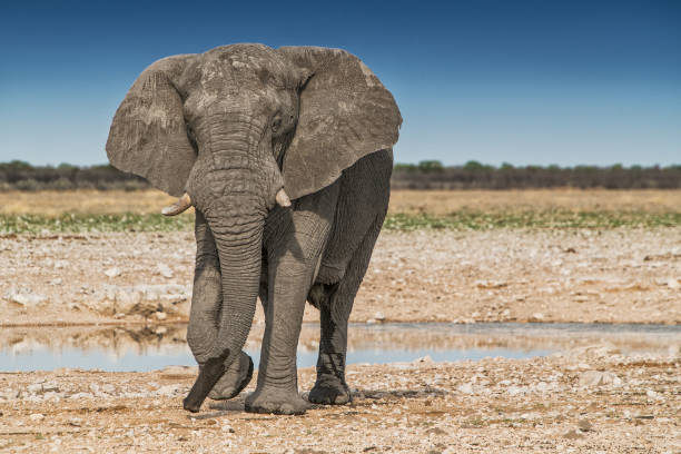 istock Elephant walking on the African savannah of Etosha. Namibia. 930116682