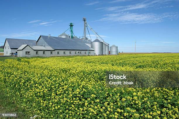 Foto de Farm E Colza e mais fotos de stock de Agricultura - Agricultura, Ajardinado, Amarelo