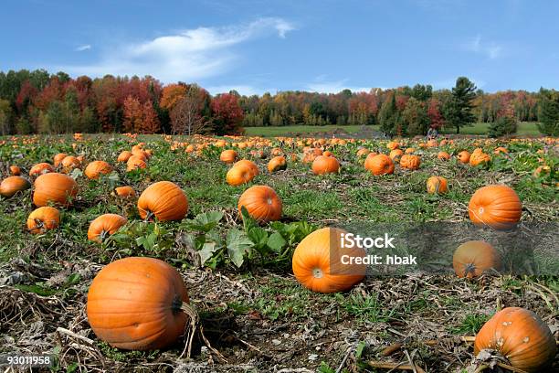 Kürbisse Field Stockfoto und mehr Bilder von Riesenkürbis - Riesenkürbis, Feld, Baum