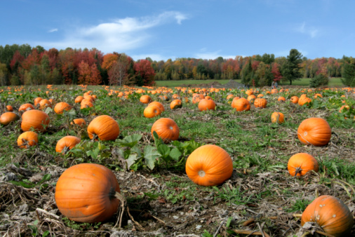 A harvest of ripe pumpkins at a roadside stand in central Massachusetts.
