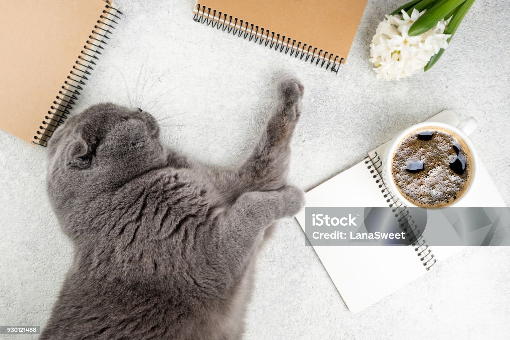 Cute cat lying on white wooden table with coffee cup, notebooks and flower hyacinth. Femininity background. Cozy weekend concept Cute cat lying on white wooden table with coffee cup, notebooks and flower hyacinth. Femininity background. Cozy weekend concept, top view Domestic Cat Stock Photo