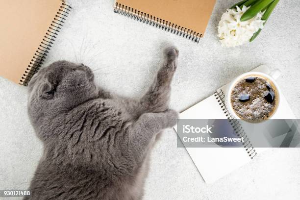 Cute Cat Lying On White Wooden Table With Coffee Cup Notebooks And Flower Hyacinth Femininity Background Cozy Weekend Concept Stock Photo - Download Image Now