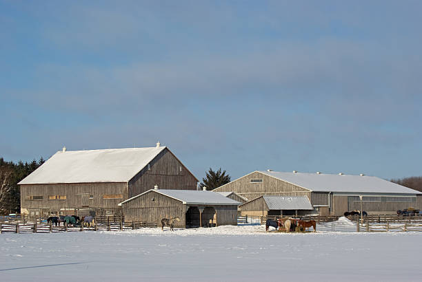 istock Morning Feeding at Horse Barn 93012532