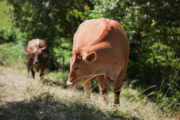 freerange cow at pasture - chew the cud imagens e fotografias de stock