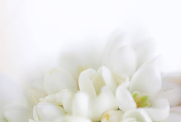 Soft focus blur flower background. Made with lens-baby and macro-lens.
