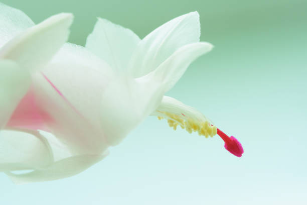 istock Blooming pink Christmas cactus schlumbergera white pot on light background. 930126332