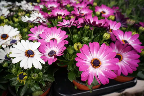 Purple and white African Daisy