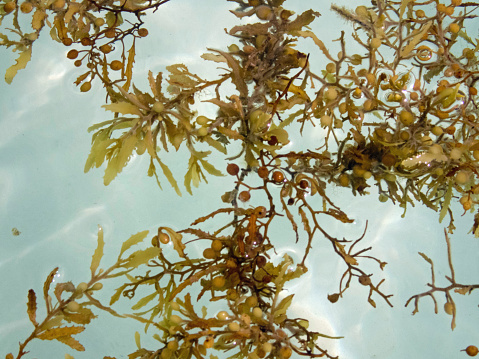Close-up of Caribbean seaweed off Akumal beach, Mexico.