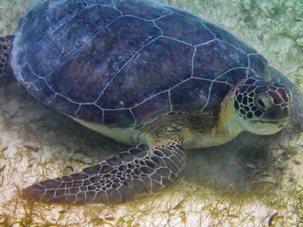 istock Close up of a Green Turtle 930130664