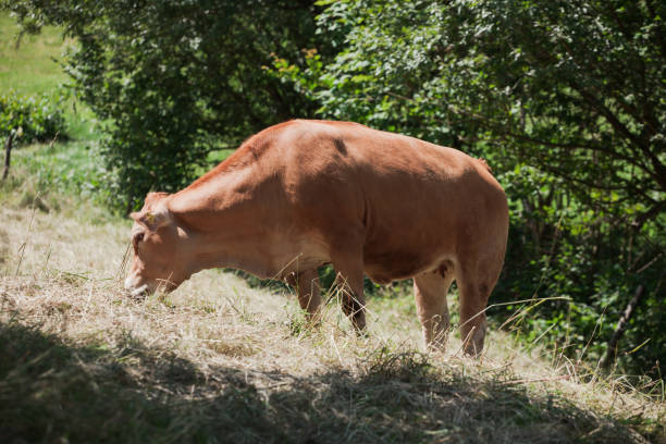 freerange cow at pasture - chew the cud imagens e fotografias de stock