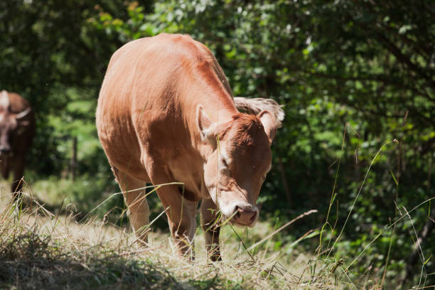 freerange cow at pasture - chew the cud imagens e fotografias de stock