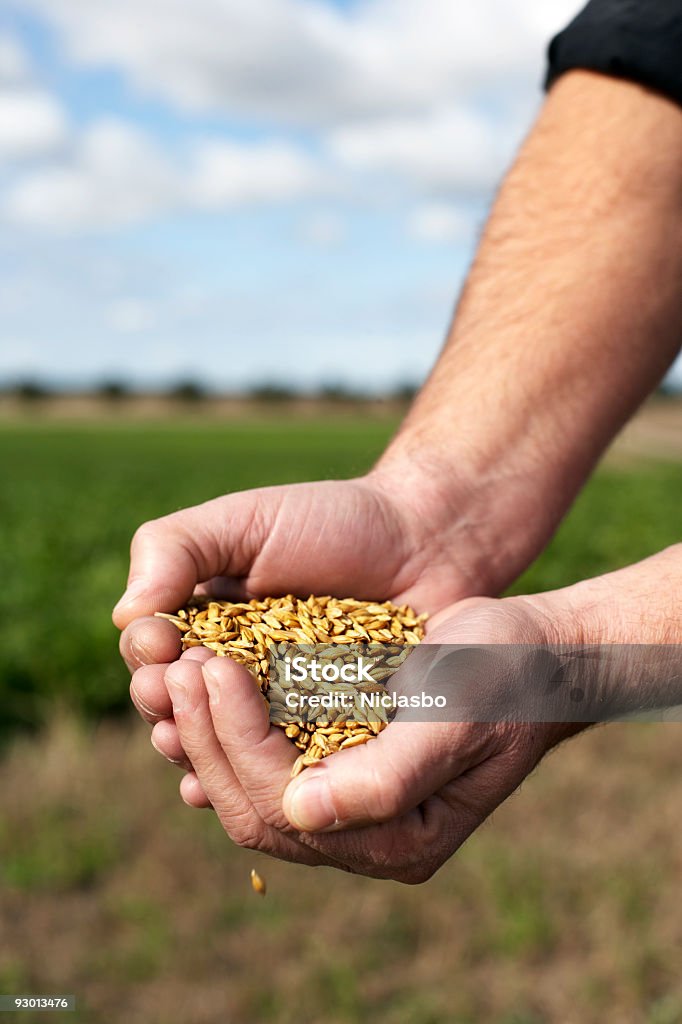 Main avec maïs - Photo de Maïs - Culture libre de droits
