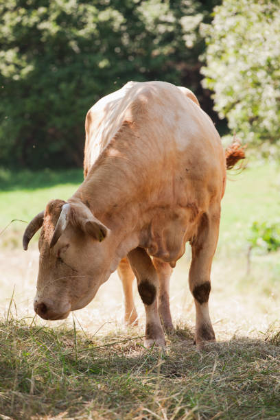 cow at pasture - chew the cud imagens e fotografias de stock