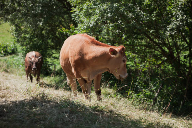 freerange cow at pasture - chew the cud imagens e fotografias de stock