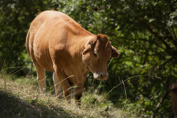 cow at pasture - chew the cud imagens e fotografias de stock