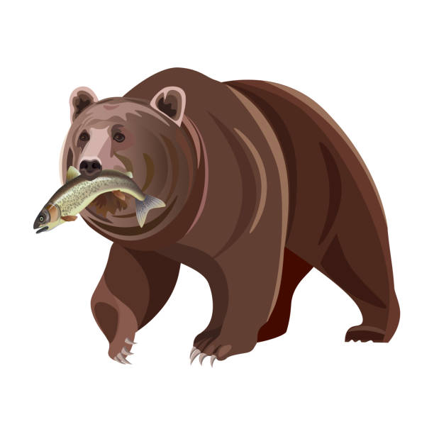 Grizzly bear with fish Grizzly bear with fish in mouth. Vector illustration isolated on white background brown bear catching salmon stock illustrations