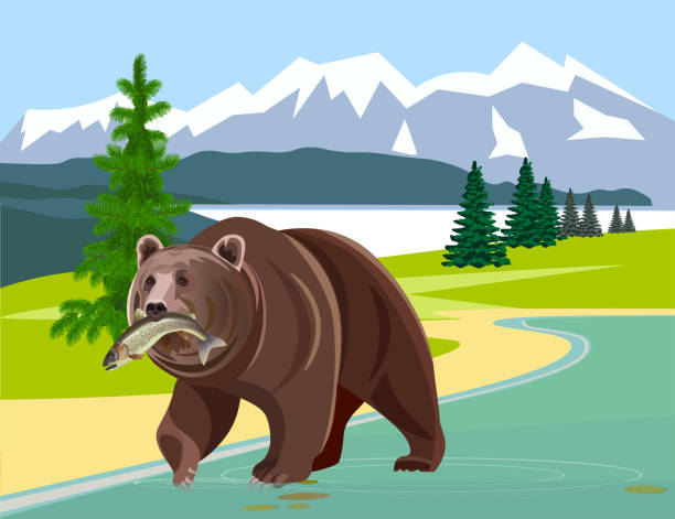 ilustrações de stock, clip art, desenhos animados e ícones de bear with fish - alaskan salmon