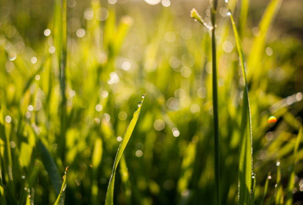 istock Blurred view with soft focus of dew on grass in back dawn sunlight. 930144224