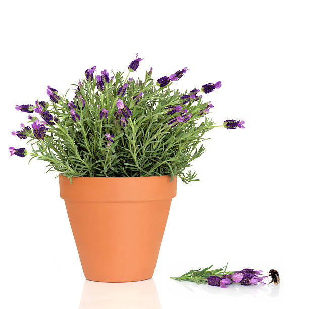 istock Lavender Herb Plant and Bumblebee 93014533