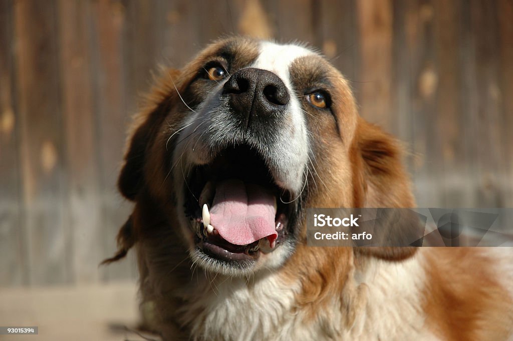 セイントベルナルト犬 2 - セントバーナードのロイヤリティフリーストックフォト