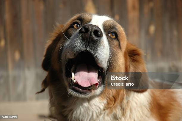 セイントベルナルト犬 2 - セントバーナードのストックフォトや画像を多数ご用意 - セントバーナード, 木肌, カラー画像