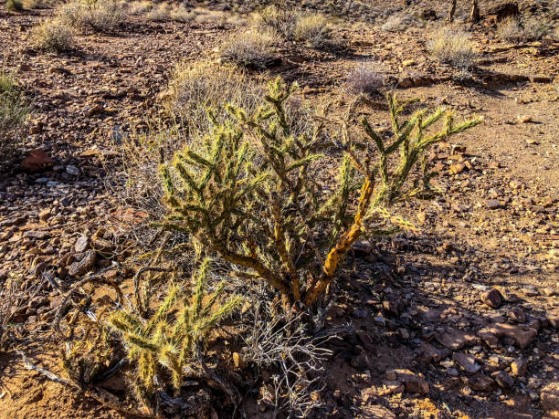 istock Arizona desert plants, USA 930154726