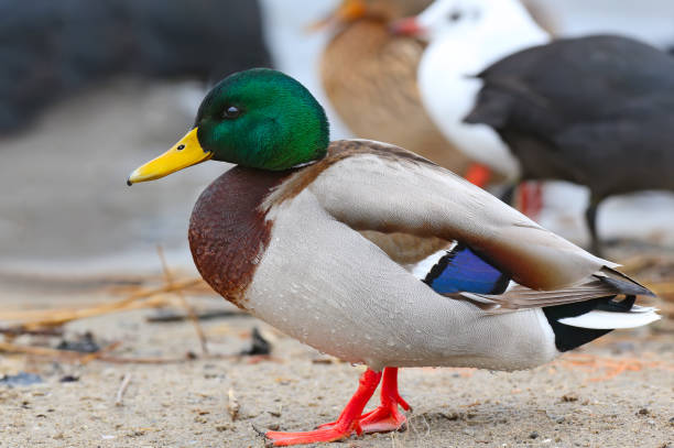 istock Very close up male mallard 930158210