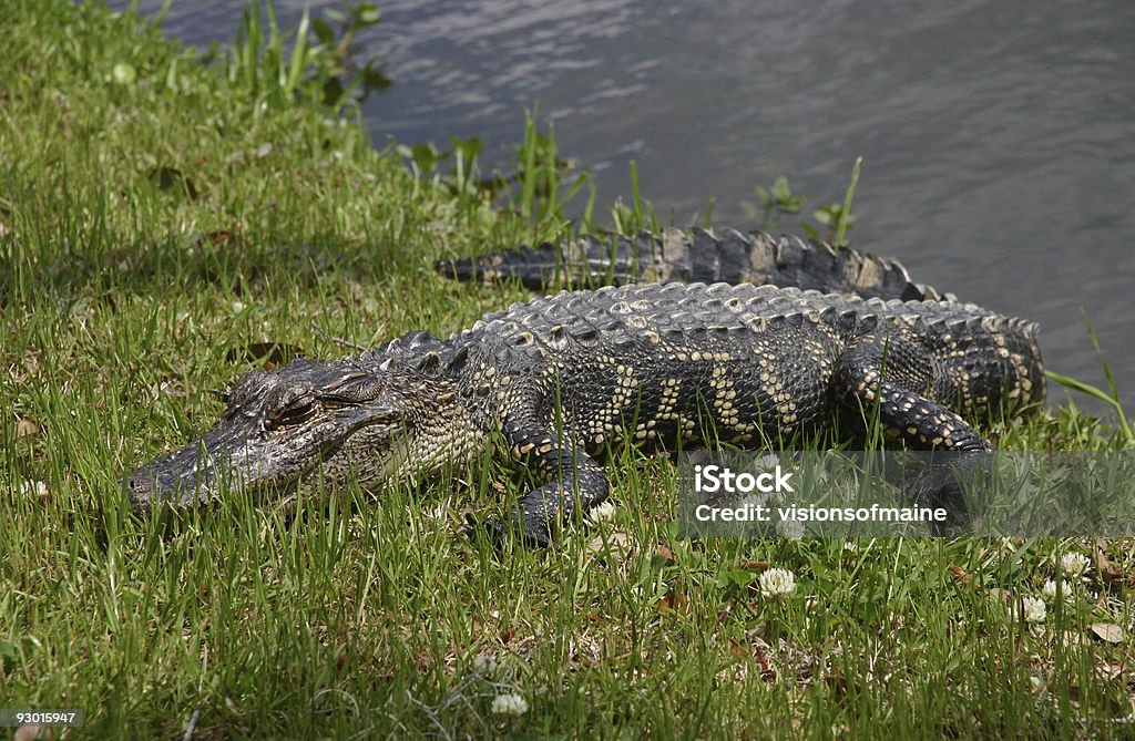 Gator in the grass  Alligator Stock Photo