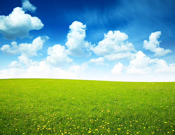 istock Large field of flowers on a sunny day 93016152