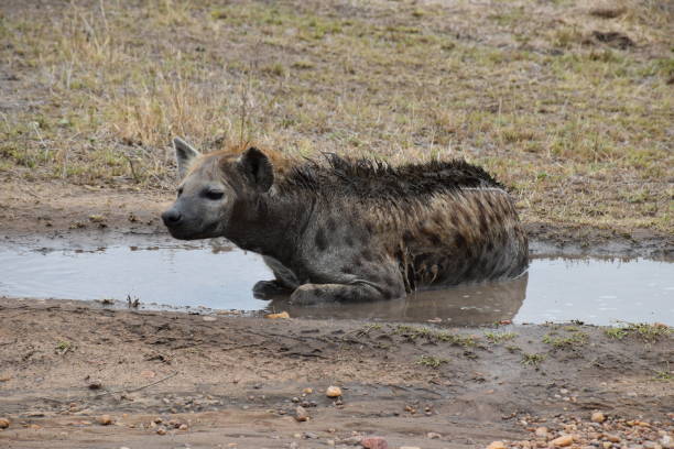 istock Hiena cooling in the pond in Africa 930165810