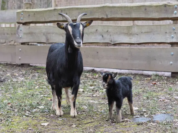 Goat with young animal