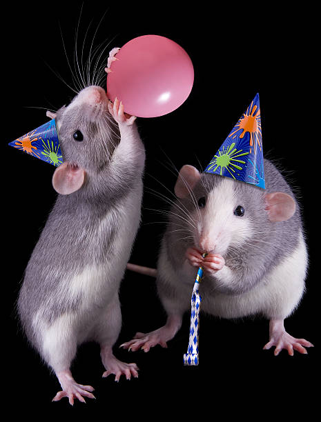 Rats Thowing A Party Stock Photo - Download Image Now - Rat, Humor, Party - Social Event - iStock Rats Thowing A Party Stock Photo - Download Image Now - Rat, Humor, Party - Social Event - iStock