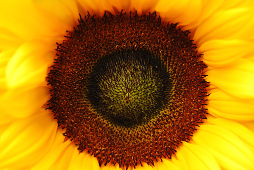 Macro picture of the florets.Helianthus annuus ( sunflower).