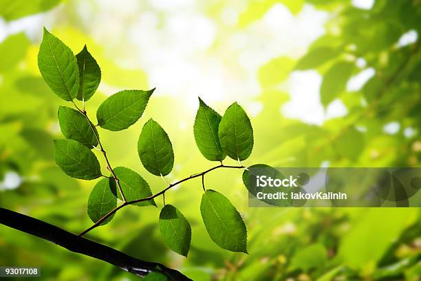 Photo libre de droit de Feuilles Vertes Dans La Forêt Profonde banque d'images et plus d'images libres de droit de Arbre - Arbre, Beauté, Beauté de la nature