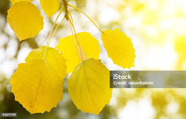 Photo libre de droit de Automne Feuilles De Jaune Daspen banque d'images et plus d'images libres de droit de Arbre - Arbre, Aube, Automne