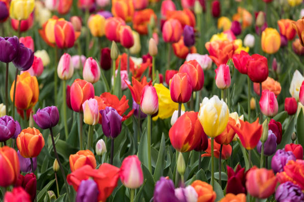 istock Abstract background . Colorful tulips flowers blooming in a park 930175896