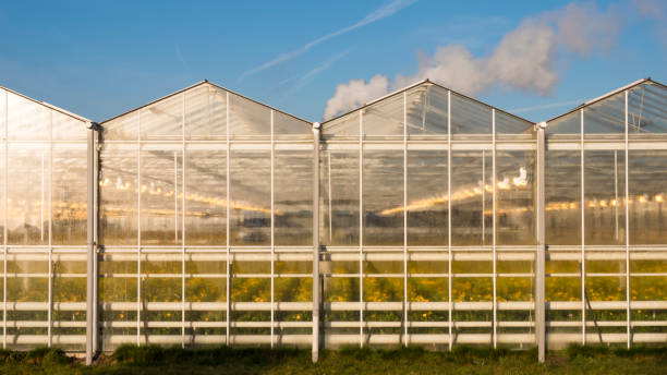 istock Flowers in the greenhouse 930181436