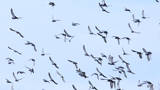Flock of pigeons flying across a cloudless sky. Ideal as a natural background