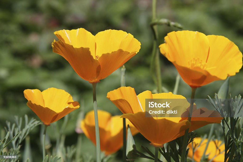 Califórnia poppies - Foto de stock de Amarelo royalty-free