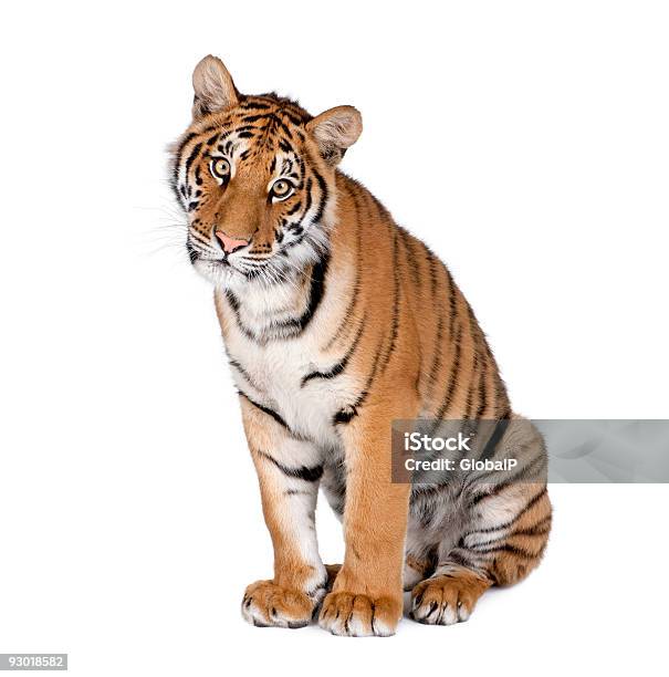 Tigre De Bengala 1 Año De Edad Sentado Foto de stock y más banco de imágenes de Tigre - Tigre, Fondo blanco, Cachorro de tigre