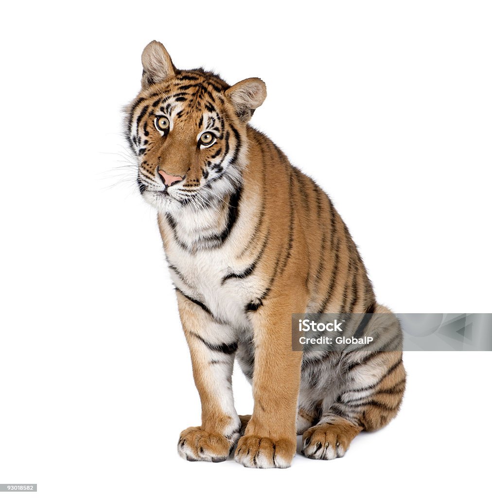Tigre du Bengale, 1 an, assis - Photo de Tigre libre de droits