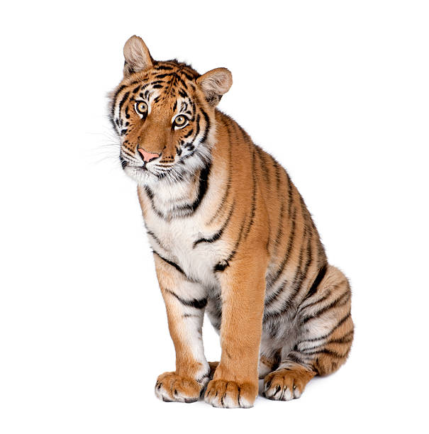 tigre-da-bengala, 1 ano de idade, sentado - seated tiger - fotografias e filmes do acervo