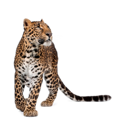 Leopard, Panthera pardus, caminar y mirando hacia arriba photo