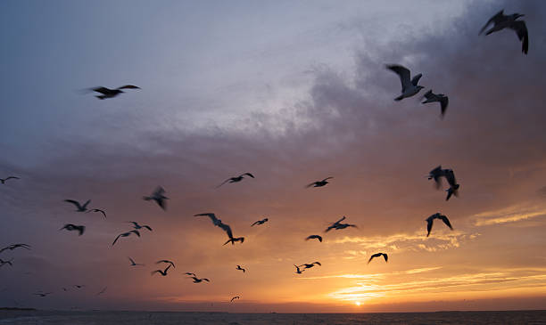 istock Flock of seagulls at sunset - Outer Banks NC 93018715