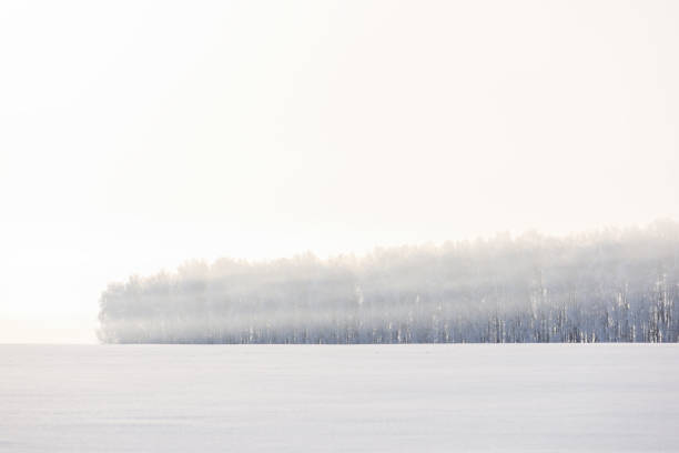 istock Snow winter landscape. Empty field and forest in morning mist 930190068
