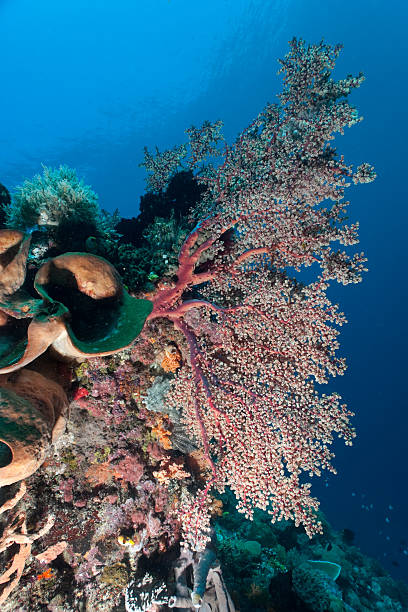istock Beauty at the edge of reef: Soft Coral Siphonogorgia godeffroyi 93019089