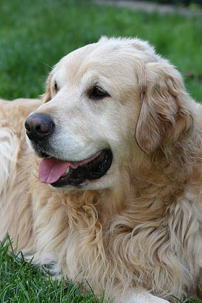 istock Golden retriever on the green grass 93019414